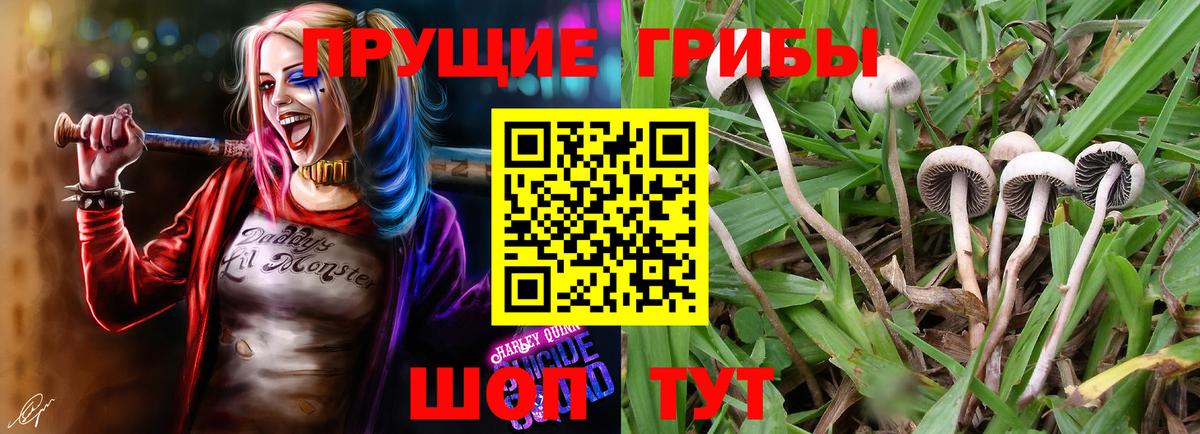 что такое   Псилоцибиновые грибы мицелий  Находка  Вход с VPN  Галлюциногенные грибы Magic Shrooms 
